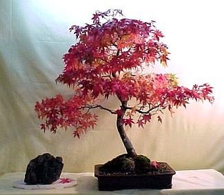 Childrens Toyshop  Outdoor Living : Oshio Beni Japanese Maple 7 Seeds - Acer - Bonsai