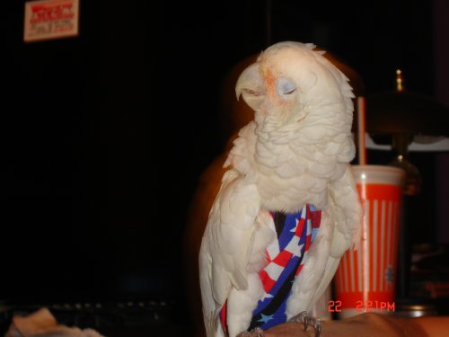 Wide Stars & Stripes (Original) Avian Attire (Bird Diaper) with Liners