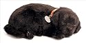 Perfect Petzzz PP91-22BV6 Black Lab