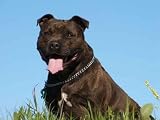 Staffordshire Bull Terrier - 36