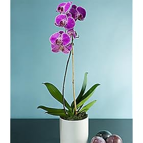 Plants – Single Stem Purple Orchid