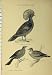 C1890 Columbidae Bird Stock-Dove Pigeon Crowned Print