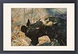 Framed Prints of Wild Dogs - Wild dog pup licks the blood off the jaws of a yearling who has from Ardea Wildlife Pets