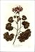 Art Poster Print - Horse-Shoe Germanium - Artist: D Thornton - Poster Size: 18.00 X 2...