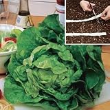 Lettuce Seeds - Lettuce Buttercrunch Seed Tape