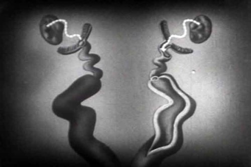 Vintage Life Science Movie with Vivisection: In the Beginning DVD (1935)