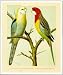 Art Poster Print - Pale-Headed & Rose-Hill Parrots - Poster Size: 12 X 14 inches