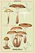 Art Poster, Edible Fungi: Honey-Colored Armillaria - 18.75 x 27.5