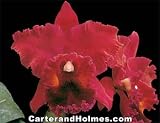 Blc Nora Dyke = (Blc Oconee(photo) x Lc Mattie Shave)