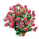 Pink Spray Roses