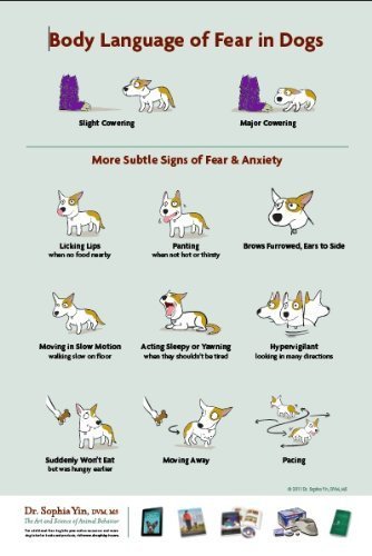 anxiety in dogs