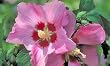 Hibiscus Aphrodite Patio Tree Five Gallon