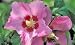 Hibiscus Aphrodite Patio Tree Five Gallon