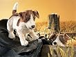 JACK RUSSEL TERRIER SMOOTH COAT PUPPET 13"L