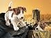 JACK RUSSEL TERRIER SMOOTH COAT PUPPET 13"L