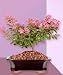 Dwarf Crepe Myrtle