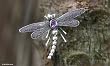 Amethyst brooch, 'Enchanted Dragonfly'