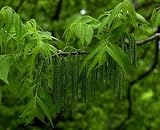 Eigenschaften tropical.garden  / Pekannuss - Carya illinoiensis 3K