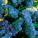 Statice Seeds - Statice Soiree Deep Blue