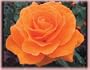 Vavoom (Rosa Floribunda) - Bare Root Rose
