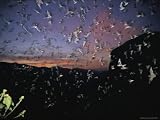 Thousands of Wrinkled-Lipped Bats Fly out of a Cave at Dusk National Geographic Collection Photographic Poster Print, 32x24