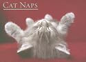 Cat Naps Boxed Notecards