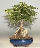 Hawaiian Umbrella Bonsai Tree Roots Growing Over Rock, Large.(Arboricola Schefflera)