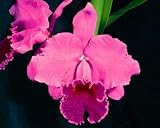 Blc Memoria Grant Eichler 'Lenette' HCC/AOS