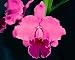 Blc Memoria Grant Eichler 'Lenette' HCC/AOS