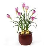 Crocus Silk Plant with Glazed Pot - B001DQH4N6