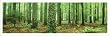 (12x36) Rain Forest (Green Trees, Panorama) Art Poster Print