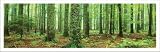 (12x36) Rain Forest (Green Trees, Panorama) Art Poster Print