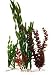Water Wonders Plant Multi-pack 4