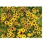 10,000 Plains Coreopsis Flower Seeds with Free Shipping