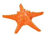 Kerbl 85965 Seestern, 21 x 21 x 6.5 cm
