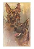 Two German Shepherds Animals Art Poster Print, 13x18