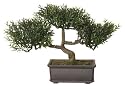 Bonsai Teebaum ca. 25cm