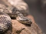IMAGE OF Tiger Rattlesnake at the Henry Doorly Zoo, Omaha Zoo, Nebraska Stretched Canvas Poster Print by Joel Sartore, 30x40