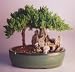 Bonsai Boy's Juniper-Stone Landscape Scene<br><i>(Juniper Procumbens 