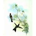 Ramphomicron Ruficeps (Hummingbirds), Art Poster by Mark Catesby, size 8" x 14.25"