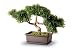 4177bo7pZGL. SL75  Bonsai Artificial Tree