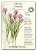 Common Chives Seeds - 750 mg - Certified Organic