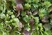 California Spicy Greens Seeds 1200 Seeds