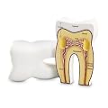 Learning Resources Cross Section Tooth Model