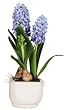 Hyacinth Silk Arrangement w/Glazed Pot