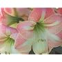 Amaryllis Appleblossom