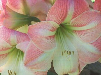 Childrens Toyshop  Outdoor Living : Amaryllis Appleblossom