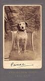 Prince and Other Dogs, 1850-1940