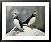 Atlantic Puffins with Fish, Machais Sea Island, ME Framed Art Poster Print by David White, 31x25