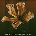 FLOWER CIRCUS(CCCD)